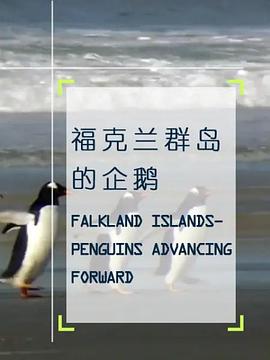 企鹅之岛 福克兰